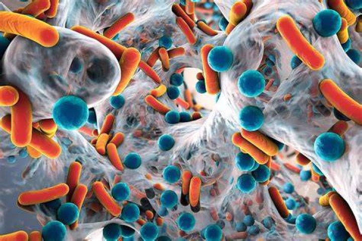 Can bacteria be found anywhere?