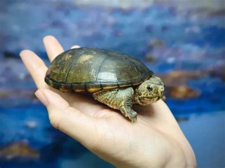 What does the dragon turtle symbolize?