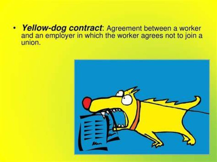 What is a yellow dog contract please explain?