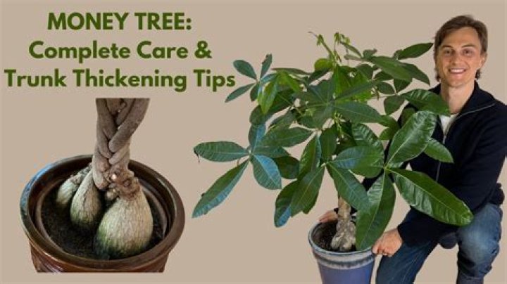 Where do you get a money tree from?